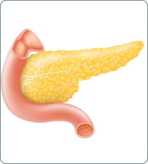 Diabetology and endocrinology illustration